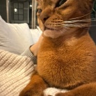 冬場、猫の耳が冷たくなるので温める