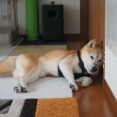 マジで壁際のシニア犬…