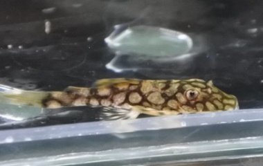 『2月26日熱帯魚オススメ情報！』の画像