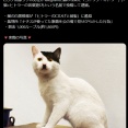 【画像】ヒトラーにそっくりな猫をSNSあげた人逮捕される…