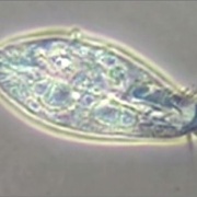 簡単に観察できる繊毛虫