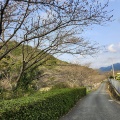 春本番