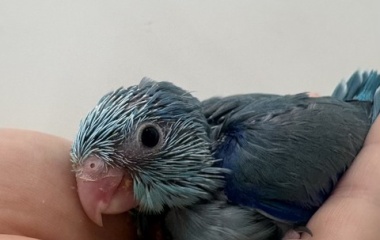 『新しい鳥の紹介です🐣』の画像