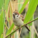 2026年6月26日の野鳥公園