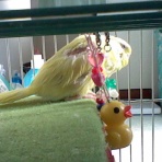 柚子蘭譚公式blog鸚哥鸚鵡の秘密基地