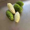 我が家のゴーヤ