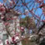 佐渡活性化日誌