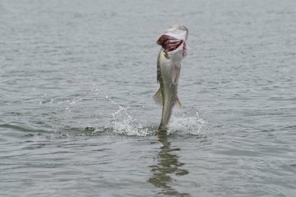 宍道湖 中海 ボートシーバス ガイド船 たたら丸 年06月
