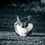 にゃんこ速報～修羅場・キチママ・生活まとめ～