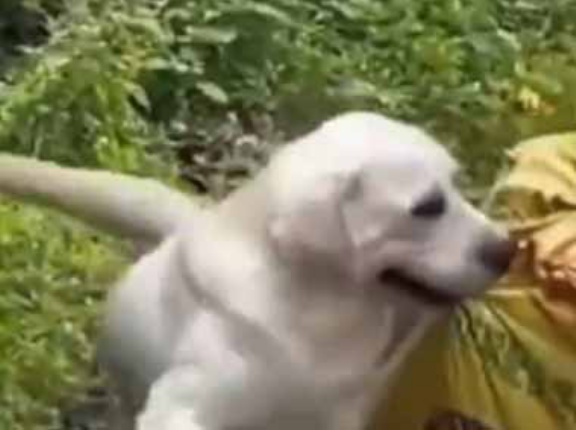 おばあちゃんが坂道で荷車を引いていた。重い荷物は任せて！ → 犬はこうする…