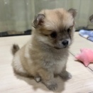 東郷店　トリミングブログ