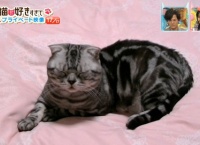 【スマスマ】横山由依&ビスまさかの大トリで大勝利wwww