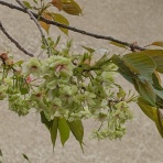 季節のアルバム