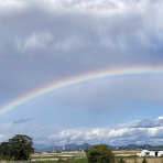 気まぐれkimokuの癌(上咽頭癌)闘病記