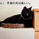 オトナ猫さまイイ！☆今年も蓮の花が咲きました