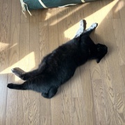 【猫写真】アゴ置きはあったほうがいい