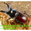 〇引き続きポイント5倍＼(^o^)／