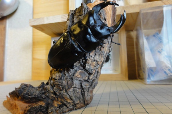 クワガタ自己満ラボ - テラリウム