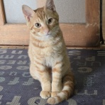 rokuzouのﾌﾞﾛｸﾞ