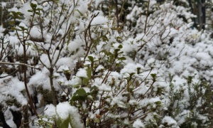 積雪しバレスのように❄🏔⛷🏂🎿🛷☃⛄🌨🗻