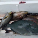 今日の釣果です！水温16.0℃