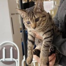 里親さんを待ってる猫たち(2/10)