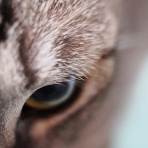 猫カフェ ねこまんまBlog