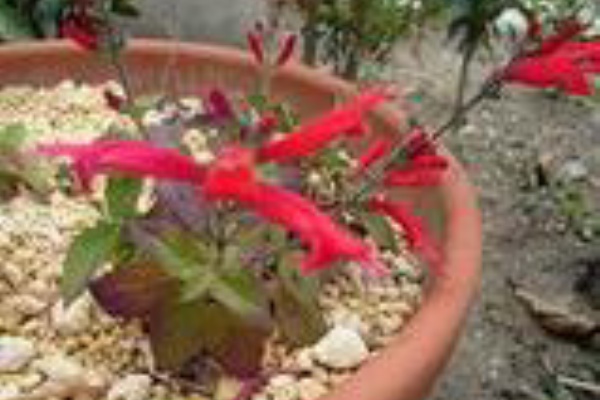 モネの家 サルビア