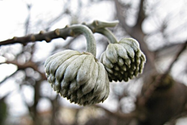 秋田野の花 道の花 木の実 草の実 私好み