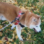 湘南凸凹柴WAN日記