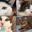 2025年12月14日譲渡会のお知らせ