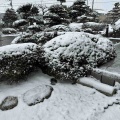 愛犬と雪散歩して、トリミング。*\(^o^)/*