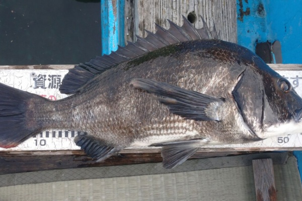 黒鯛 だんご釣り 釣果 清水港カセ釣り 21年03月