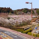 偕楽園に入らず梅見物