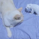 シロクマ