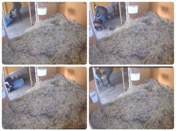 仔馬虐待疑惑で炎上の牧場がＸのアカウント削除