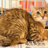『【子猫】2頭受け入れました』の画像