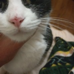 清く正しくみみっちく