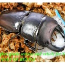 〇後食開始！獨竜江産D.クルビデンス＼(^o^)／