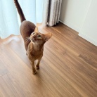 クネクネ甘えん坊ひめちゃん