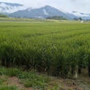 お米は順調かな