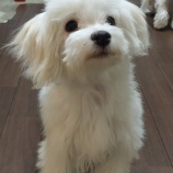 『動物病院でのスタッフさん、募集中です』の画像