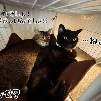 アチアチが羨ましくない季節。