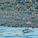 カメラ大好きおやじの野鳥と自然風景フォトアルバム