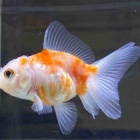 『🐟金魚•メダカ入舎情報‼️』の画像