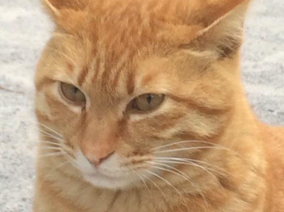 キレたバターナイフ猫　20260219