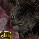 里親会のニャン紹介