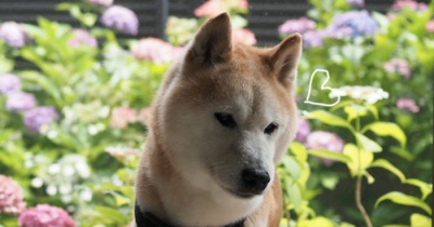 シニア犬貫太、人間なら後期高齢者