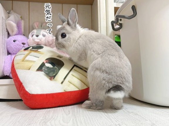 うさぎのルリ(8/15追記)