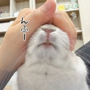 うさぎのルリ(4/15追記)